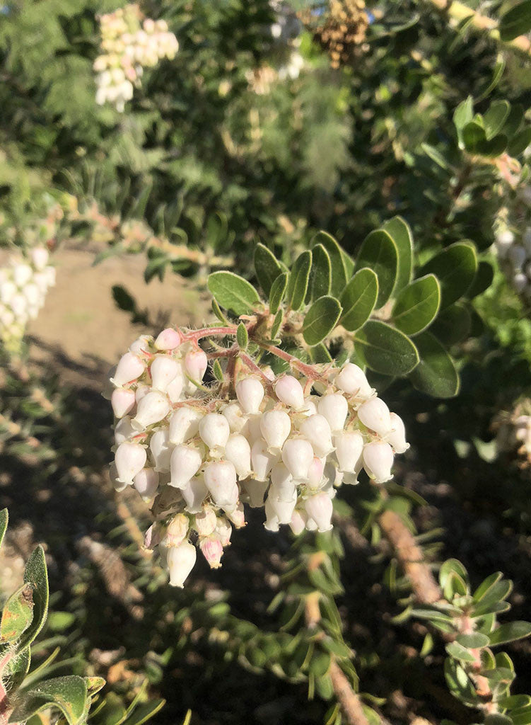 Arctostaphylos viridissima 'White Cloud' - White Cloud Santa Cruz Manzanita (Plant)