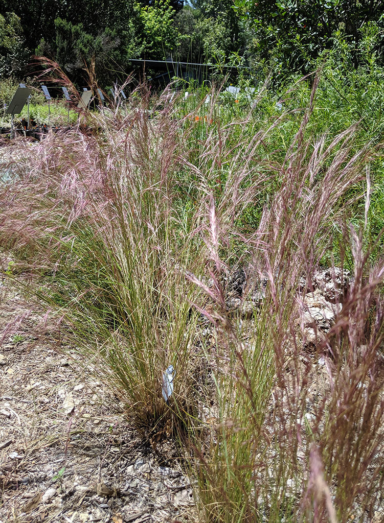 Aristida Purpurea Purple Three Awn Seed Theodore Payne Foundation