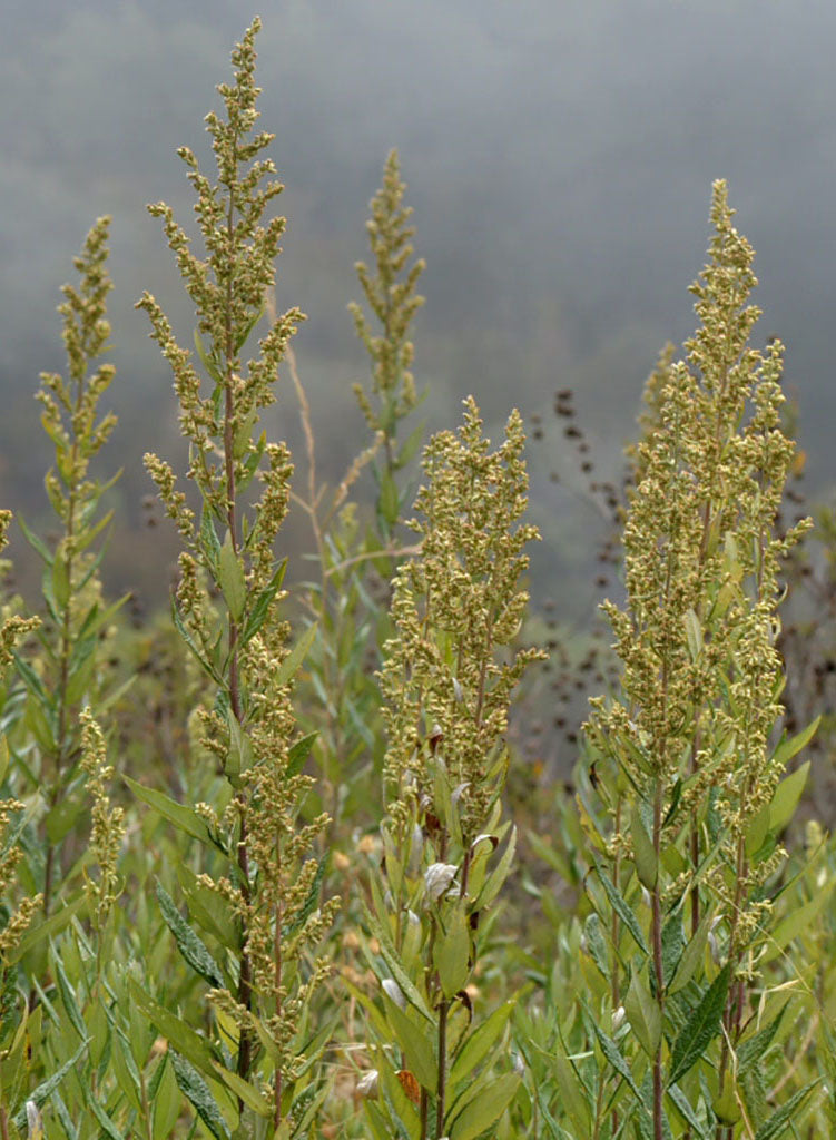 Artemisia douglasiana - Mugwort (Plant)