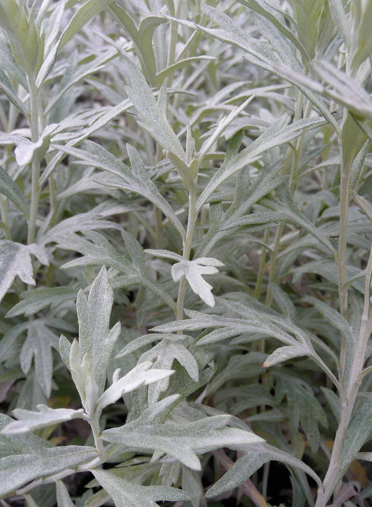 artemisia wormwood plant Artemisia ludoviciana ssp. ludoviciana
