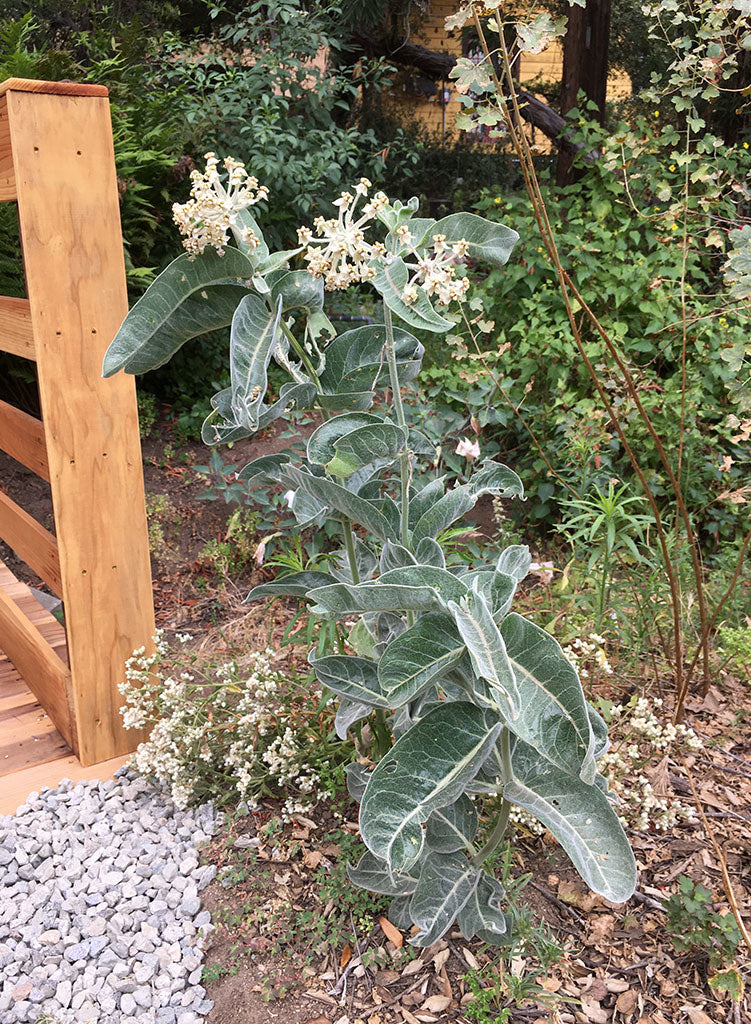 Asclepias eriocarpa - Kotolo or Woolypod Milkweed (Plant)