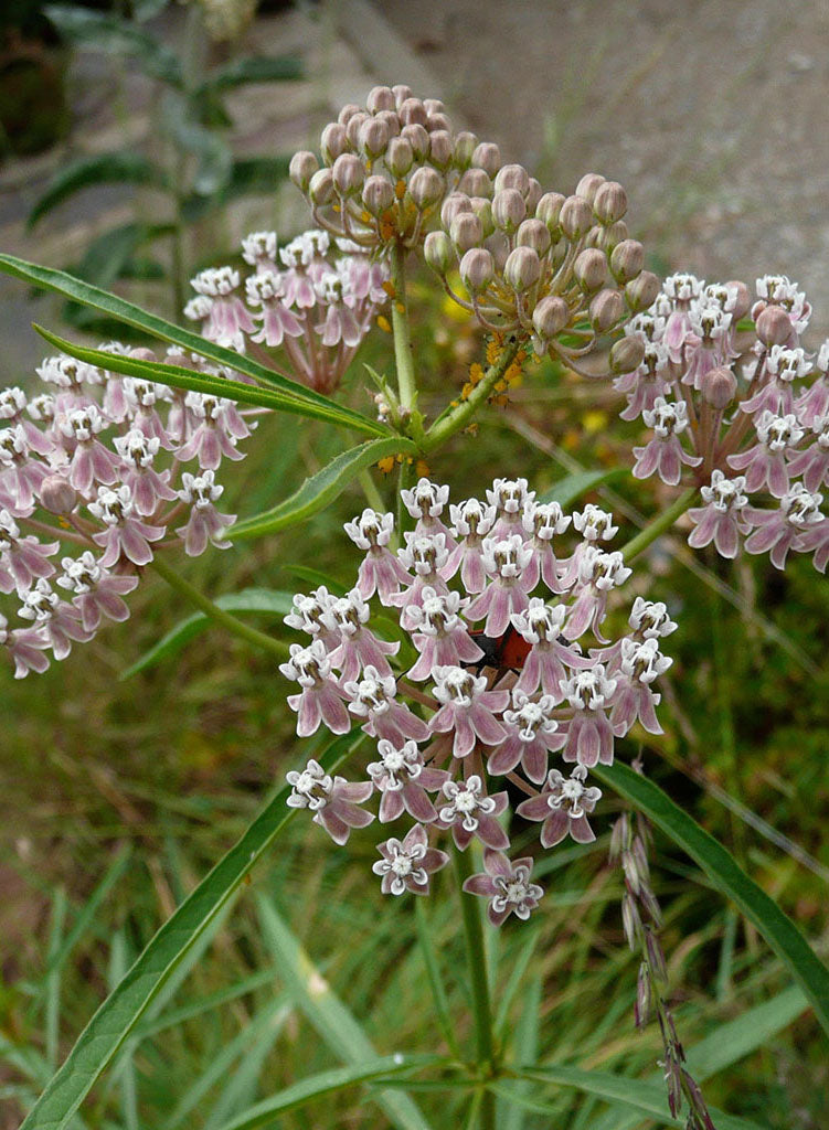 milkweed succulent Asclepias fascicularis