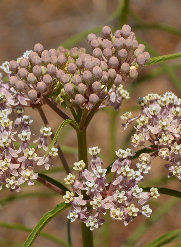 Asclepias fascicularis - Narrow Leaf Milkweed (Plant)