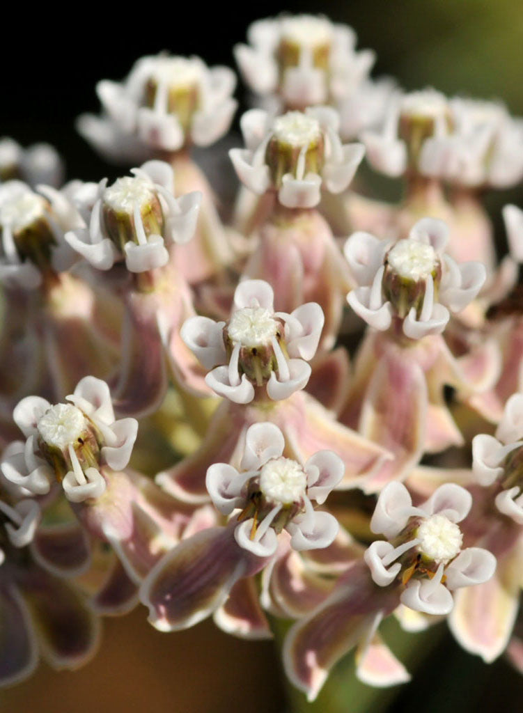 Asclepias fascicularis - Narrowleaf Milkweed (Plant)