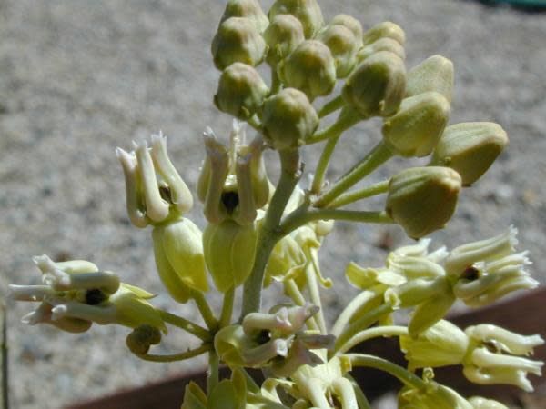 Asclepias subulata - Ajamete or Rush Milkweed (Seed)