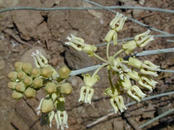 Asclepias subulata - Ajamete or Rush Milkweed (Seed)