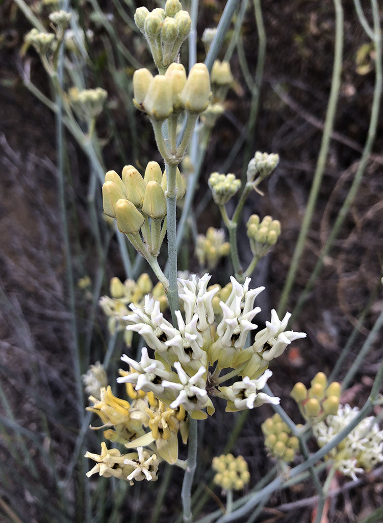 Asclepias subulata - Ajamete or Rush Milkweed (Seed)