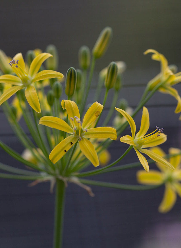 Bloomeria crocea - Common Goldenstar (Seed)