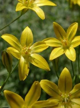 Bloomeria crocea - Common Goldenstar (Seed)