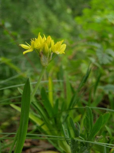 Bloomeria crocea - Common Goldenstar (Seed)