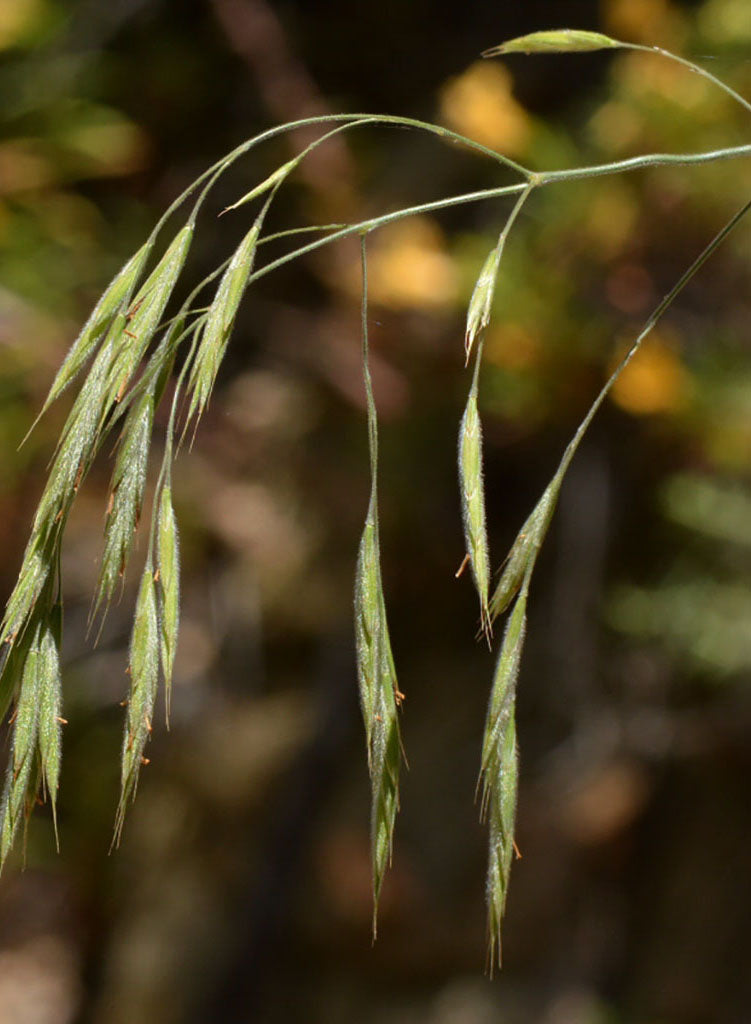 California Brome Grass 'Cucamonga