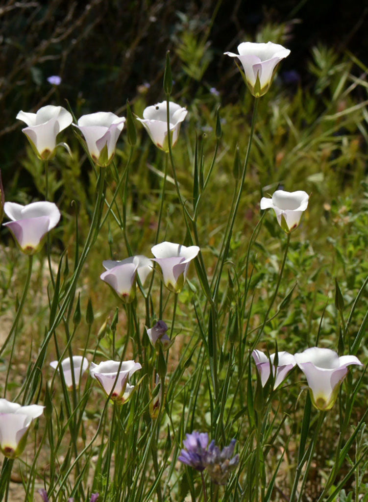kata lily flower Calochortus catalinae