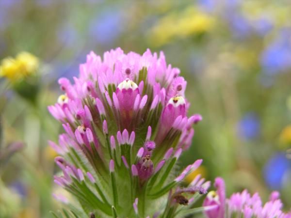 succulent owl's clover Castilleja exserta