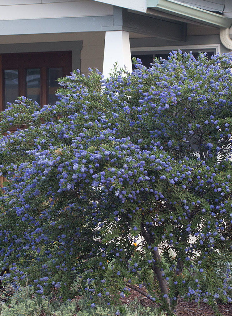 Ceanothus 'Concha' - Concha Ceanothus (Plant)