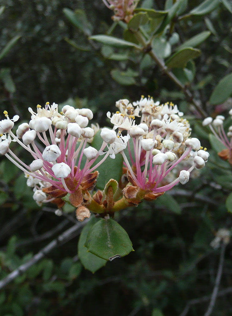 Ceanothus crassifolius var. crassifolius - Hoaryleaf Ceanothus (Plant)