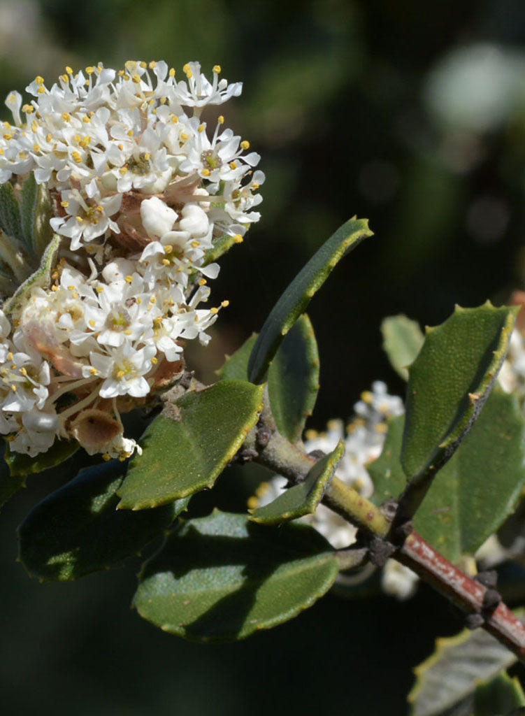 Ceanothus crassifolius var. crassifolius - Hoaryleaf Ceanothus (Plant)