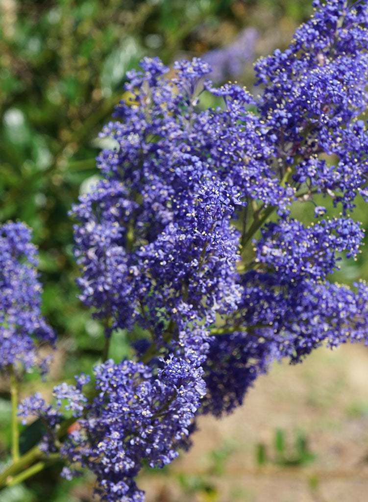 Ceanothus 'Gentian Plume' - Gentian Plume Ceanothus (Plant)