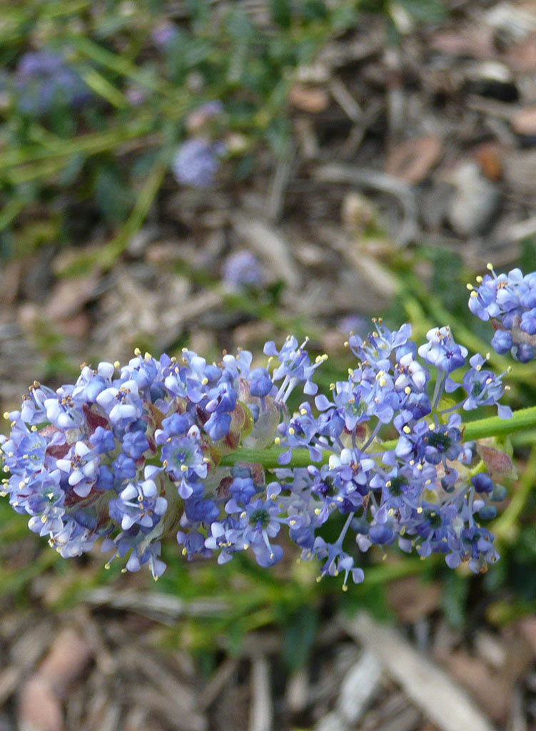 Ceanothus 'Joyce Coulter' - Joyce Coulter Ceanothus (Plant)