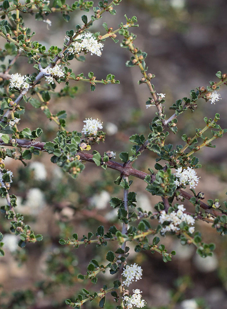 Ceanothus rigidus 'Snowball' - Snowball Monterey Ceanothus (Plant)