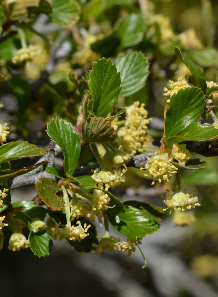 Cercocarpus betuloides var. betuloides - Birch Leaf Mountain Mahogany (Plant)