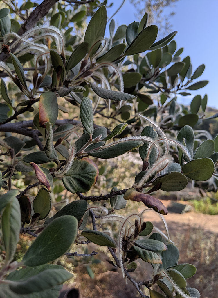 Cercocarpus traskiae