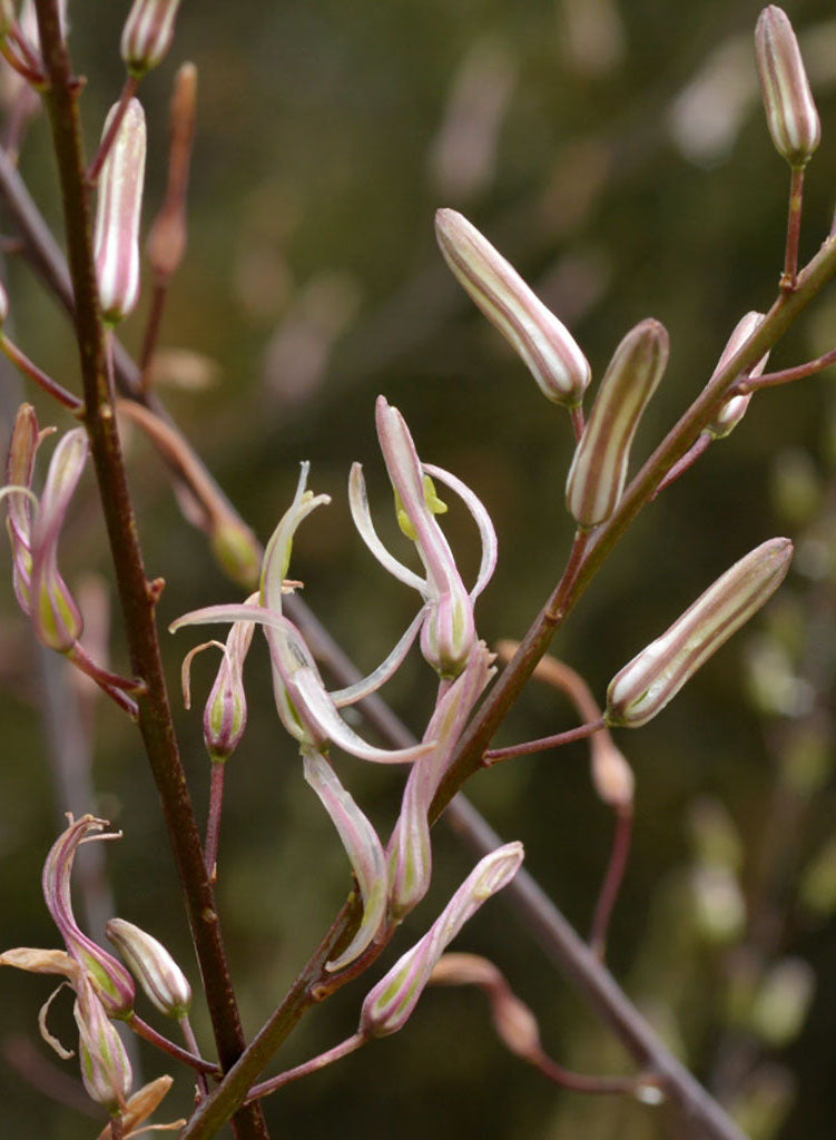 soap plant seeds Chlorogalum pomeridianum