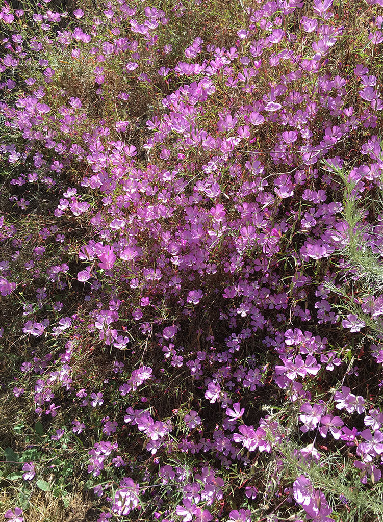 Clarkia bottae - Botta's Clarkia, Punch Bowl Godetia (Plant)