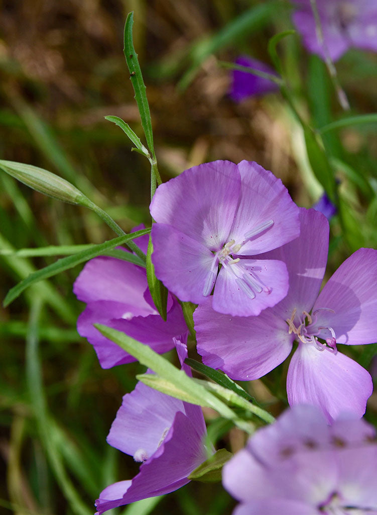 clarkia flower seeds Clarkia bottae