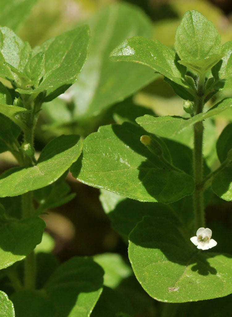 Clinopodium douglasii - Yerba Buena (Plant)