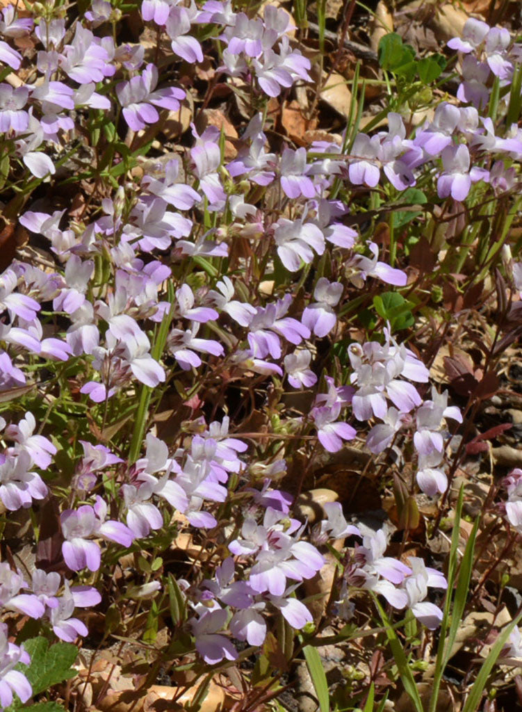 Collinsia heterophylla - Chinese Houses (Plant) – Theodore Payne