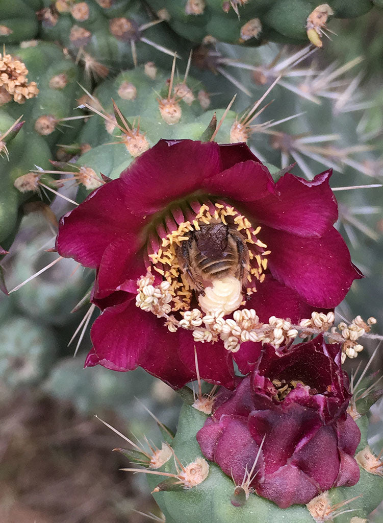 Cylindropuntia prolifera - Coastal Cholla (Plant) – Theodore