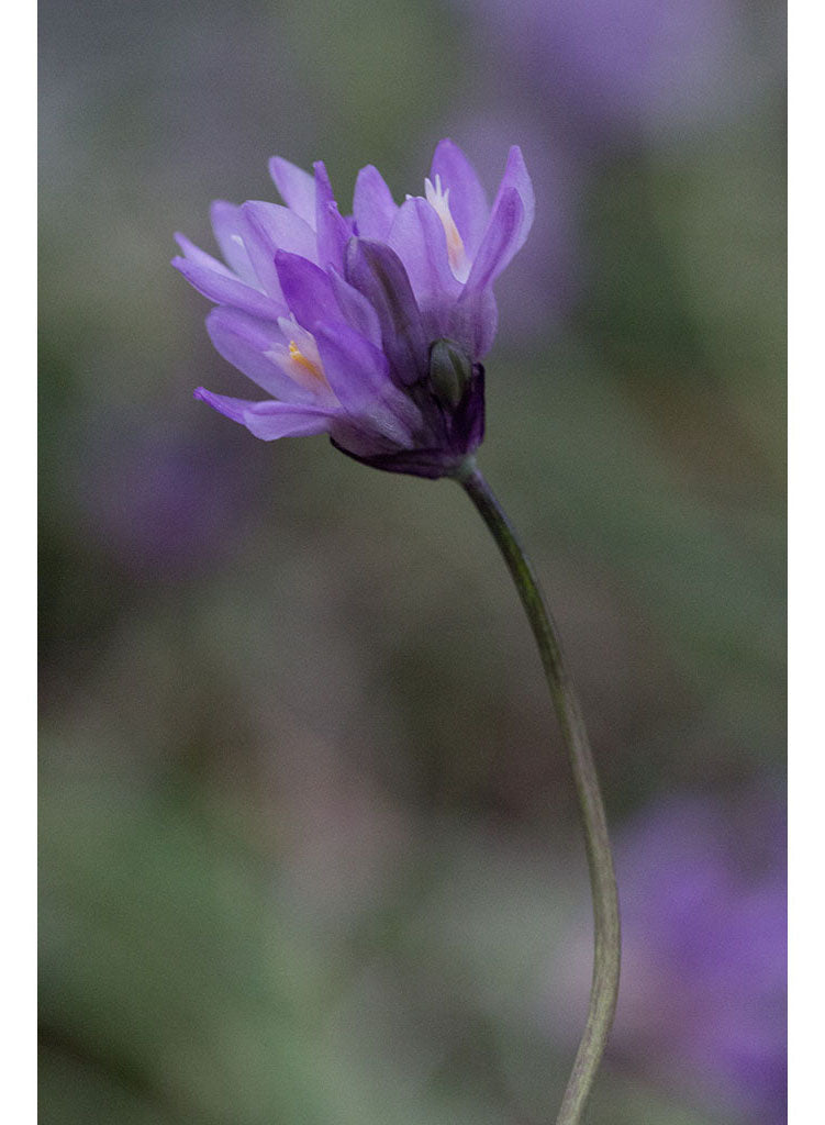 dickies plant good seeds Dichelostemma capitatum