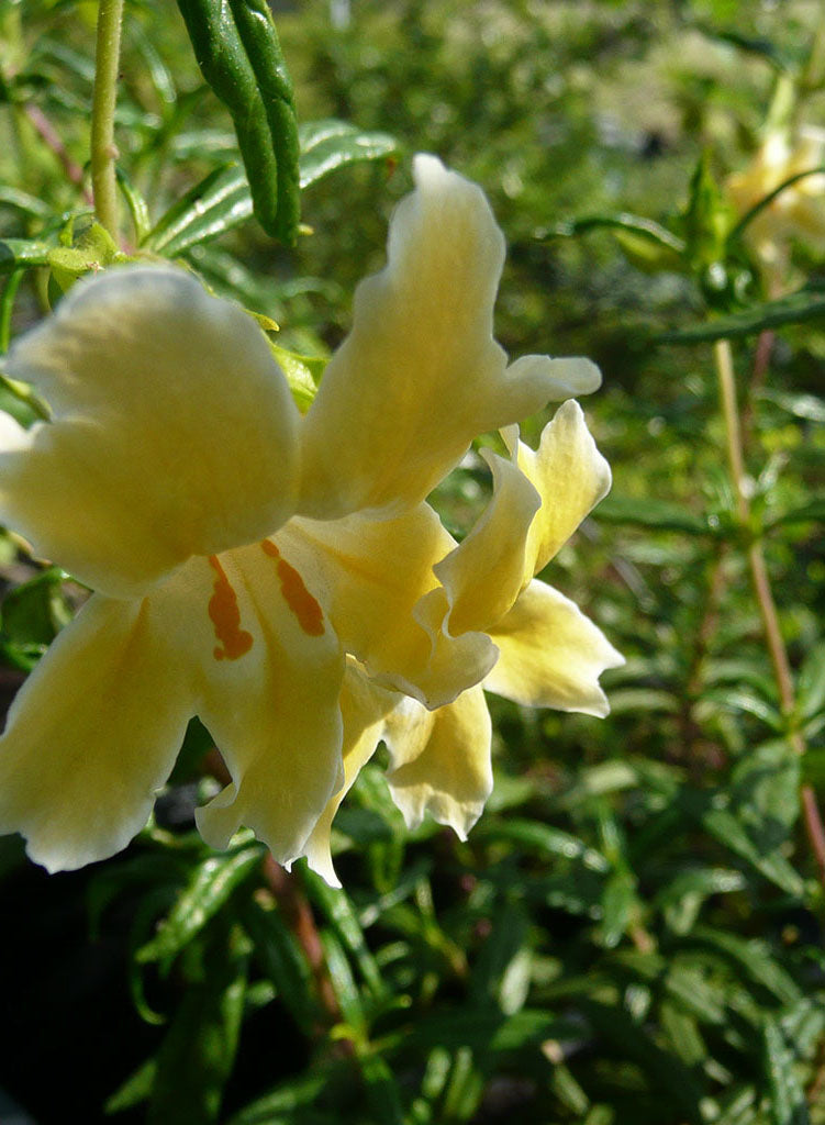 Diplacus 'Eleanor' - Eleanor Monkeyflower (Plant)