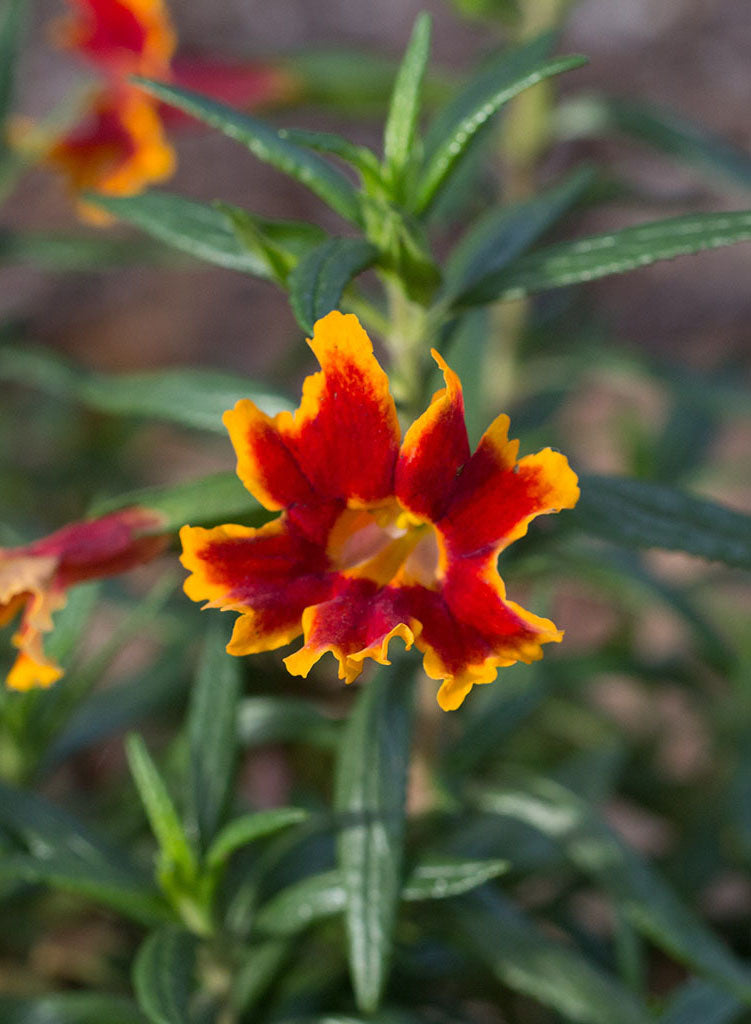 Diplacus 'Fiesta Marigold' - Fiesta Marigold Monkeyflower (Plant