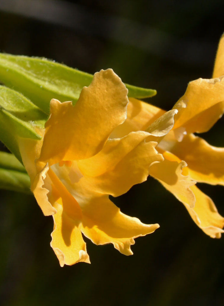 Diplacus longiflorus - Bush Monkeyflower, Sticky Monkeyflower (Plant)