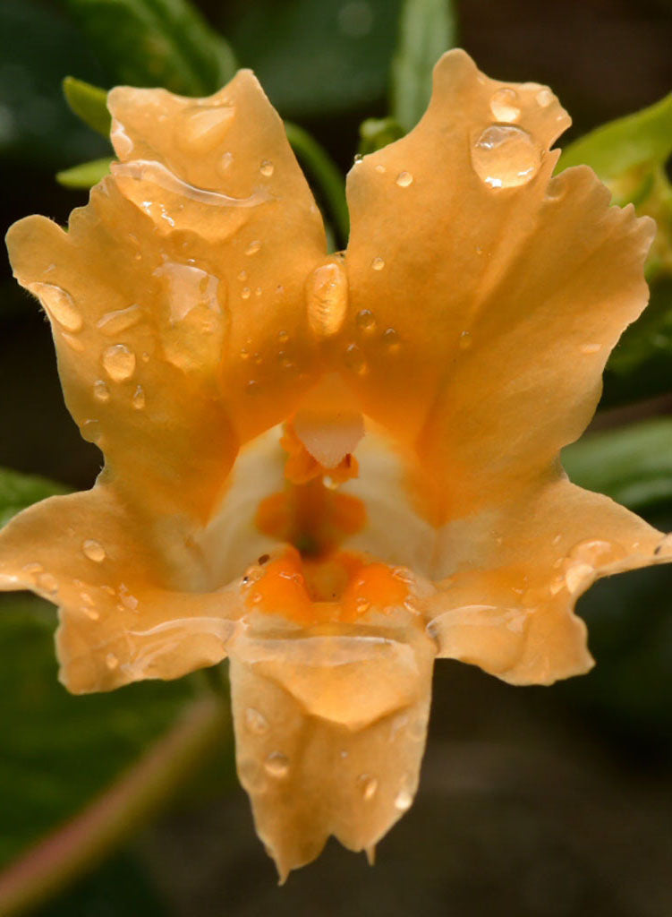 Diplacus longiflorus - Bush Monkeyflower, Sticky Monkeyflower (Plant)