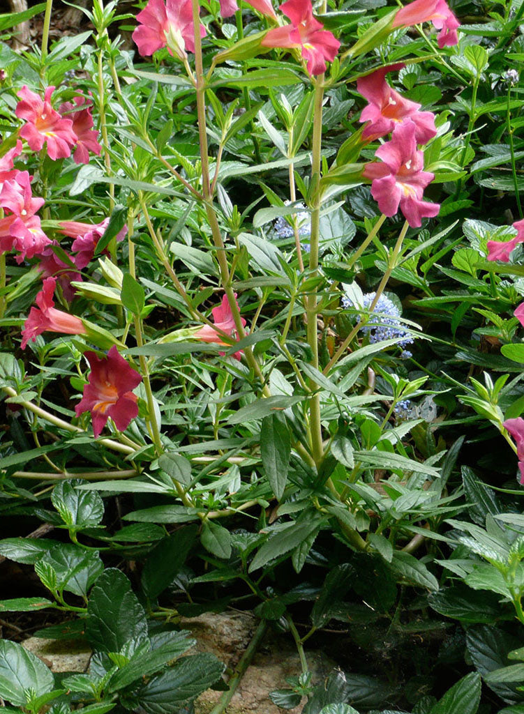 Diplacus 'Trish' - Trish Monkeyflower (Plant)