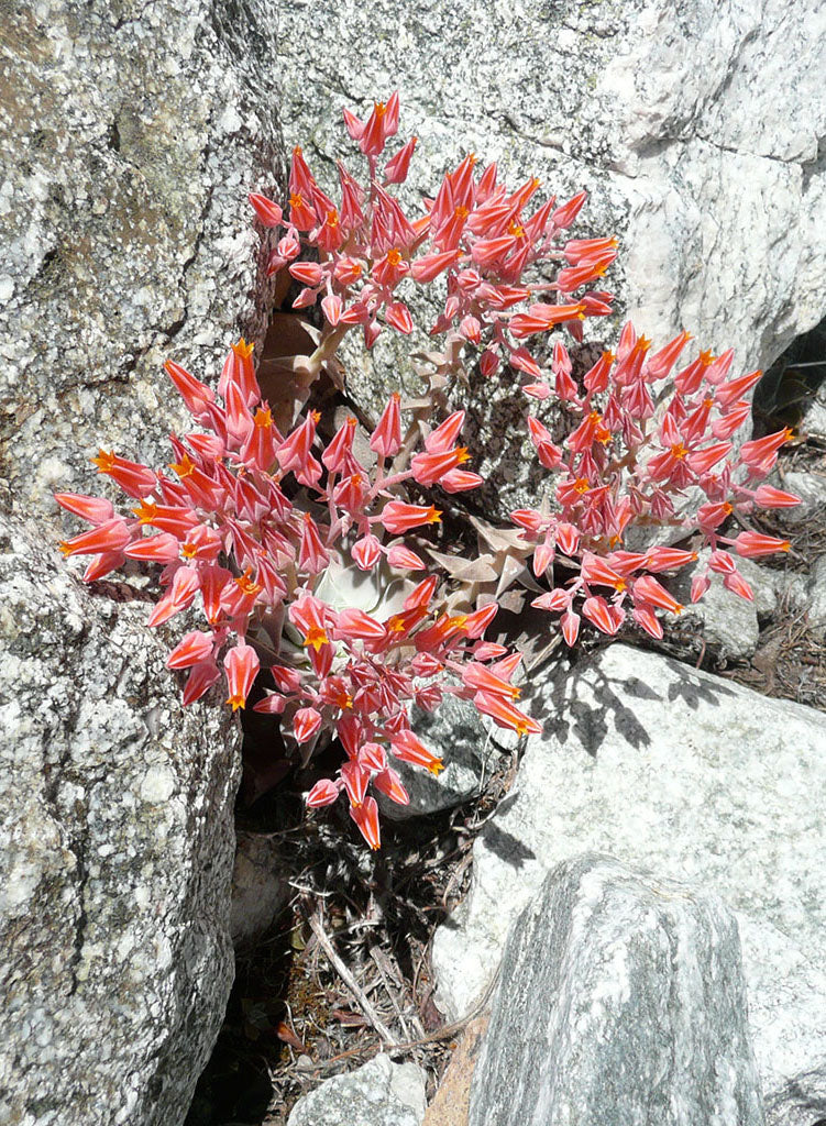 rock succulent flower Dudleya cymosa