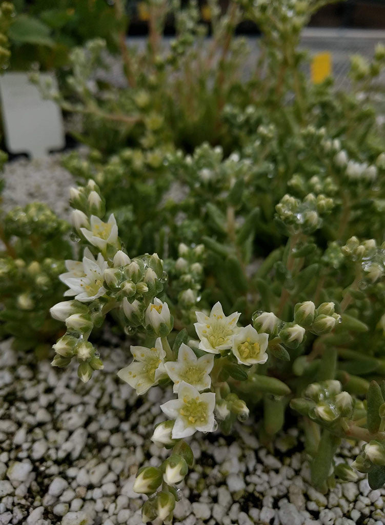 Dudleya nesiotica Santa Cruz Island Liveforever Plant