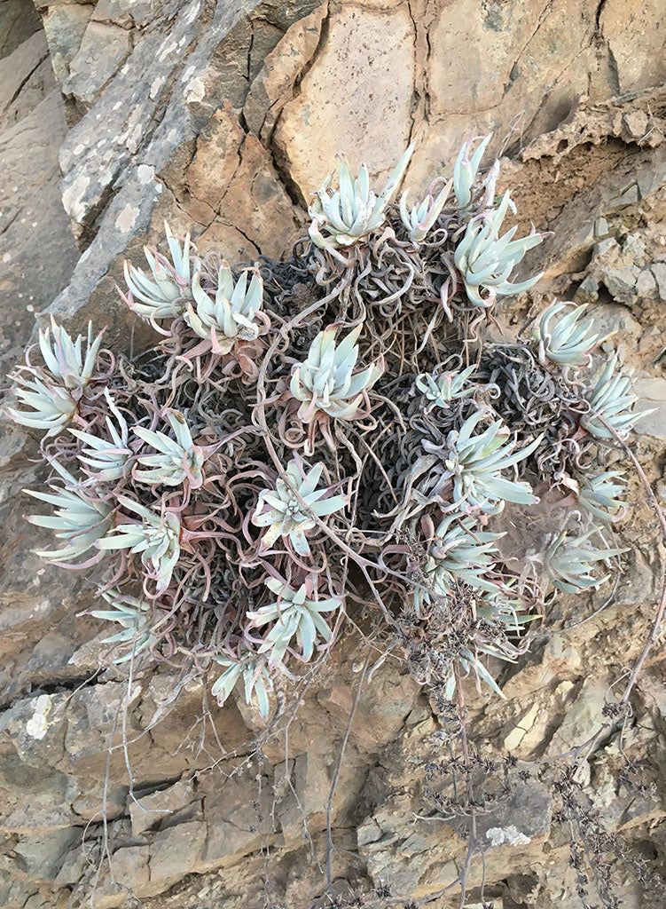 live forever plant succulent Dudleya virens ssp. hassei