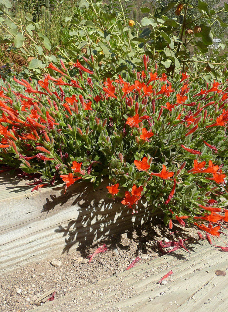 fuchsia succulent Epilobium 'Everett's Choice'