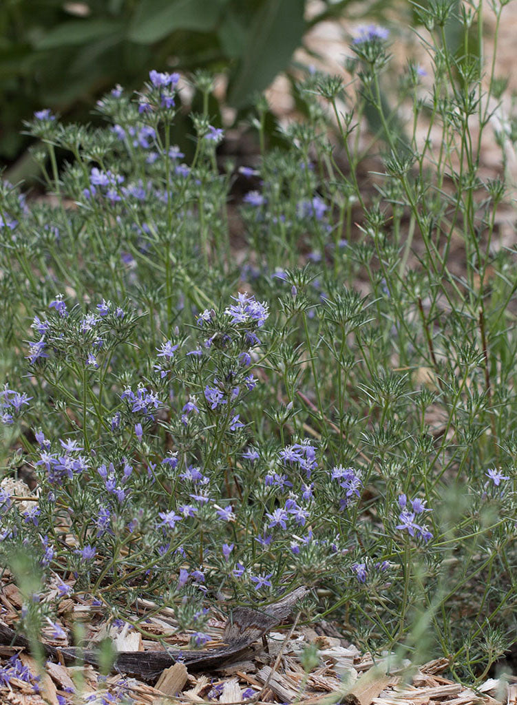 Eriastrum densifolium ssp. austromontanum - Perennial Wool Star
