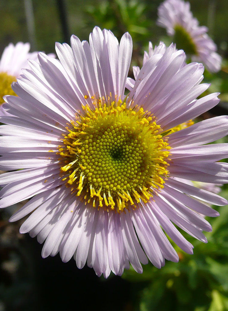 Erigeron glaucus 'Bountiful'