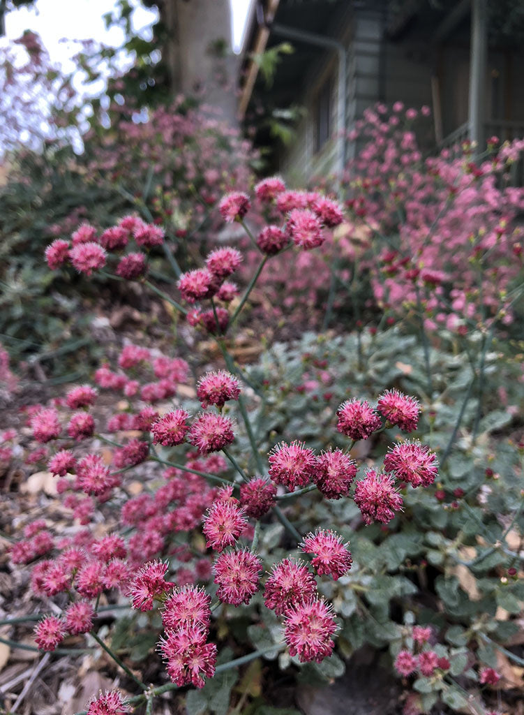 rose red soba buckwheat seeds Eriogonum grande var. rubescens