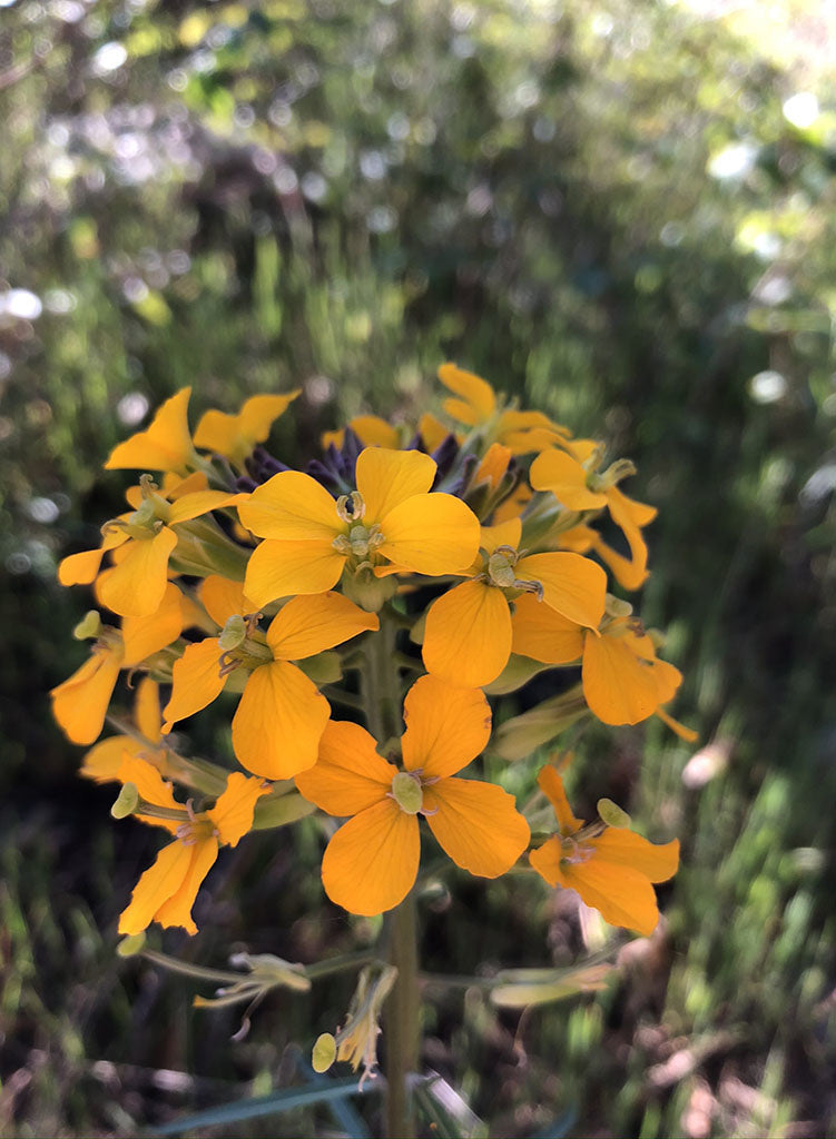 succulent wallflower Erysimum capitatum var. capitatum