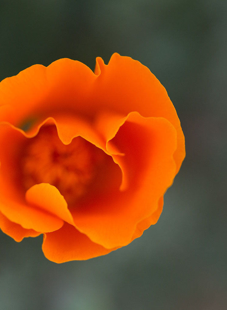 California Poppy Patch - FOLD goods