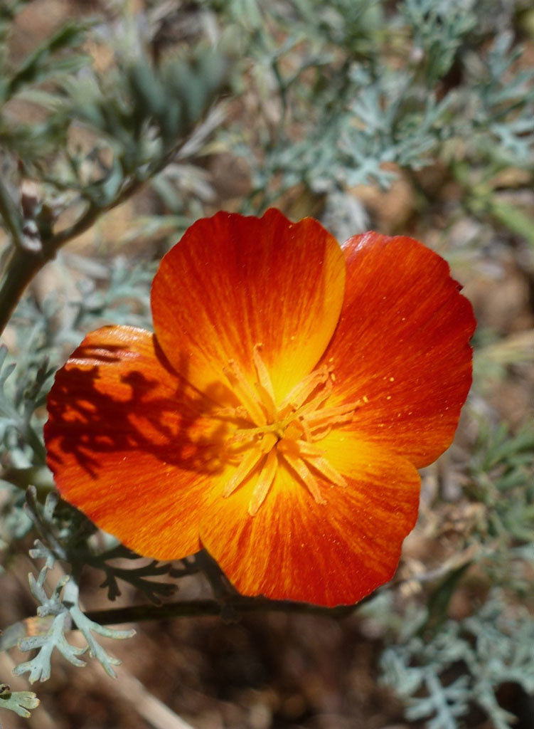 Eschscholzia californica 'Mahogany Red' (Seed) – Theodore Payne