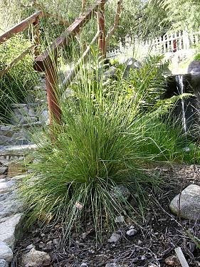 Festuca californica - California Fescue (Plant)