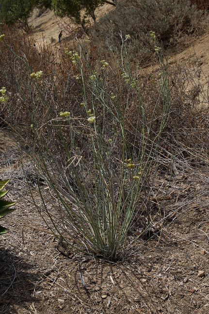Asclepias subulata - Ajamete or Rush Milkweed (Seed)