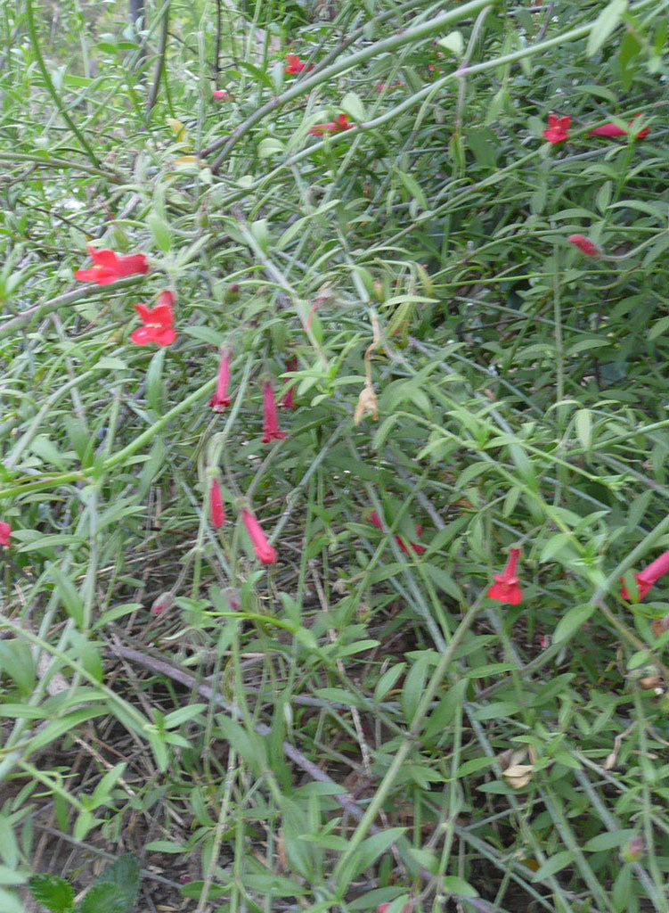 Gambelia juncea 'Gran Canon'